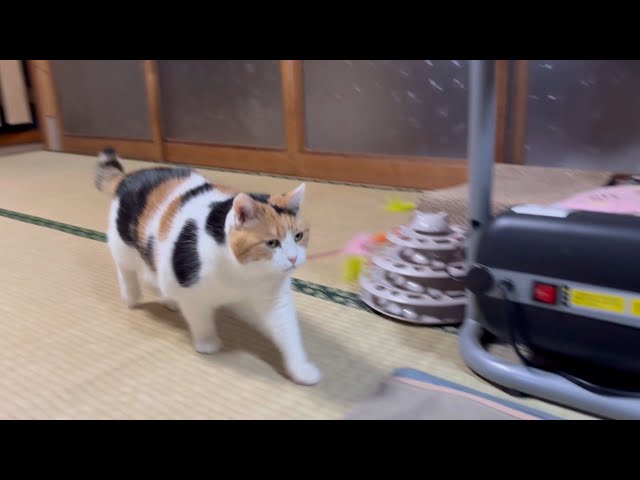 三毛猫】正月はのんびりなミケ（2026年1月3日） - YouTube