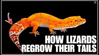How Lizards Regrow Their Tails: A Fascinating Journey