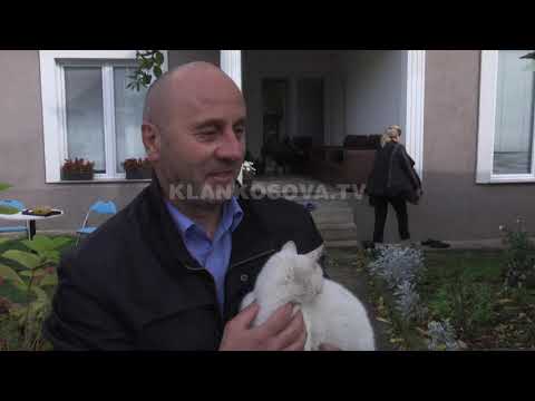 Video: Llojet E Ndryshme Të Anemisë Në Macet, Të Shpjeguara