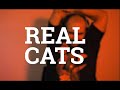 Random  real cats