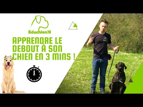 Vidéo: Comment Apprendre à Votre Chiot à Se Tenir Debout