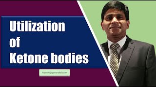 Utilization of ketone bodies: Ketone body metabolism: Biochemistry