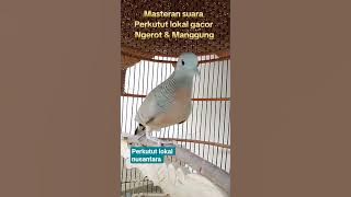 Masteran juara perkutut ngerot, manggung2617