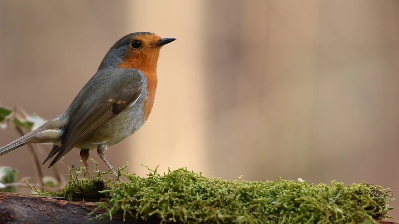 nature.robin bird.snowy tree. star 