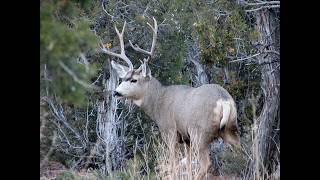 Wild Episode 82: Deer series part one: A look at deer in Utah