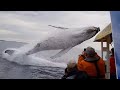 Whale jumps out of nowhere during sight seeing tour