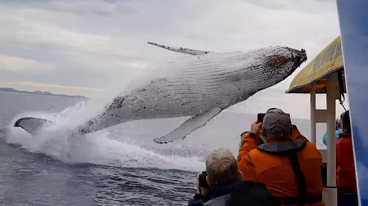 Whale jumps out of nowhere during sight seeing tour. - DayDayNews