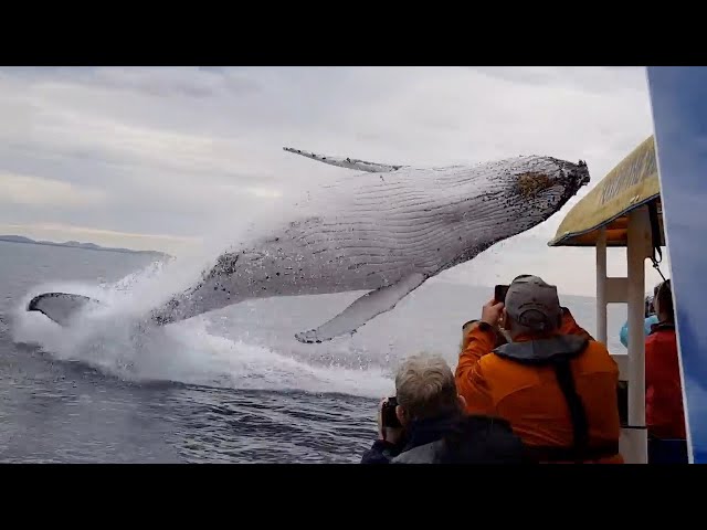 Whale jumps out of nowhere during sight seeing tour. class=