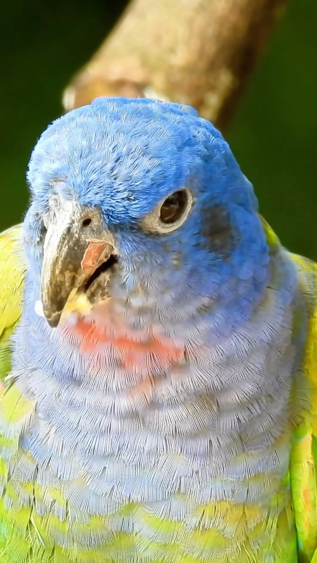 Amazing Bird