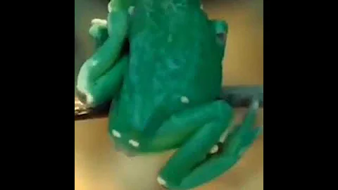 Двухцветная филломедуза