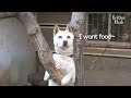 Loyal Lost Dog Waits For His Owner Forever | Kritter Klub