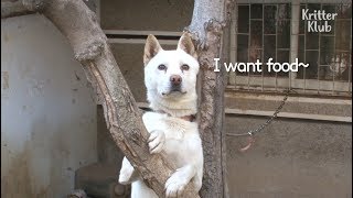 Loyal Lost Dog Waits For His Owner Forever | Kritter Klub