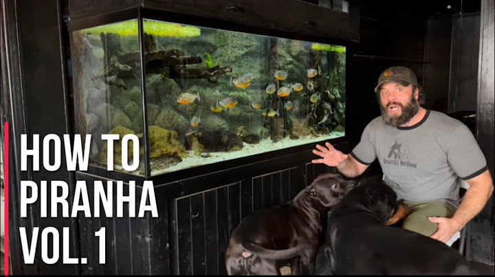 PIRANHA-handleidingen voor het houden van vissen, deel 1