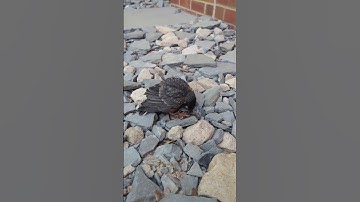 Robin and Thrush Hit Window at Penn State