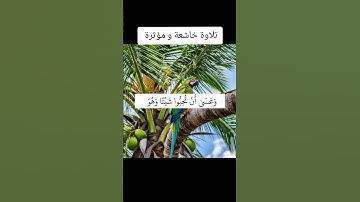 تلاوة خاشعة و مؤثرة #youtube #اكسبلور #تليگرام #لايك #فايسبوك #القرآن_الكريم #المصحف #تيك_توك #دو