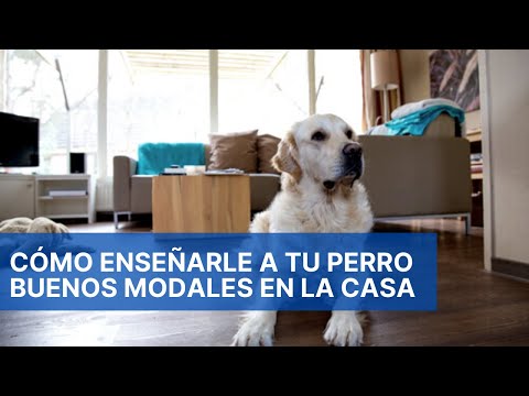 Video: Cómo enseñar a tus perros buenos modales