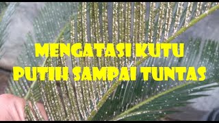 MEMBASMI KUTU PUTIH PADA TANAMAN SIKAS //white scale on cycas