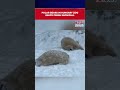 Polar Bears In Hungary Zoo Enjoy A Winter Playground Following Fresh Snowfall #shorts