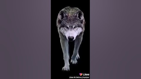 Смотрите как волк ходить