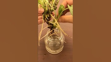 Hydroponics Miracle! Reviving a Dying Philodendron with Root Rot.