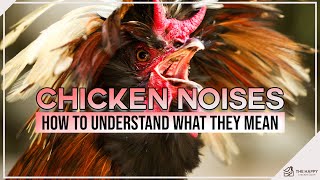Chicken Noises How to Understand What They Mean
