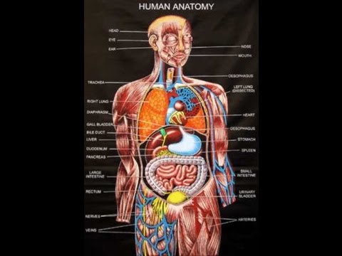 Pictures Of How The Inside Of Your Body Look 100