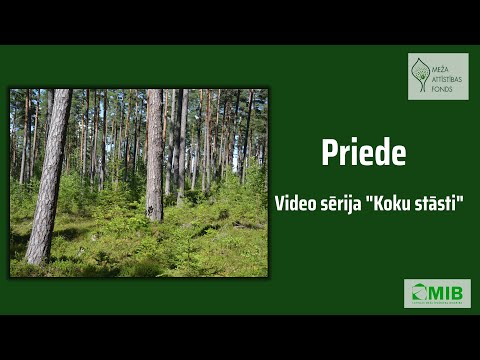 Video: Popolāru koku atzarošana - uzziniet par kokiem, kas piemēroti polāriem