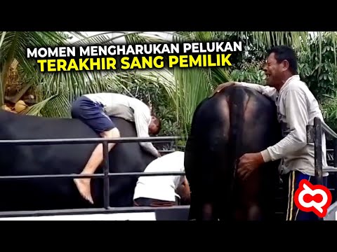 Dirawat dan Dibesarkan Sejak Kecil! Kisah Menyedihkan Perpisahan Sapi dengan Pemiliknya Bikin Nangis