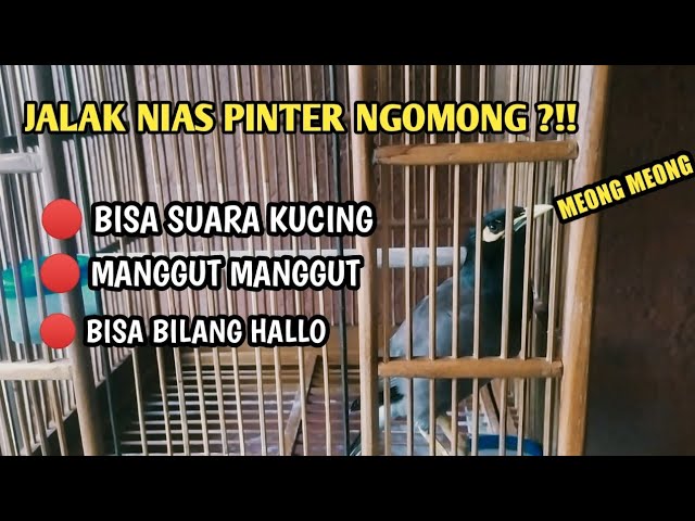 JALAK NIAS PINTAR BISA NGOMONG || BISA SUARA KUCING || MANGGUT MANGGUT 🐦🐦 class=