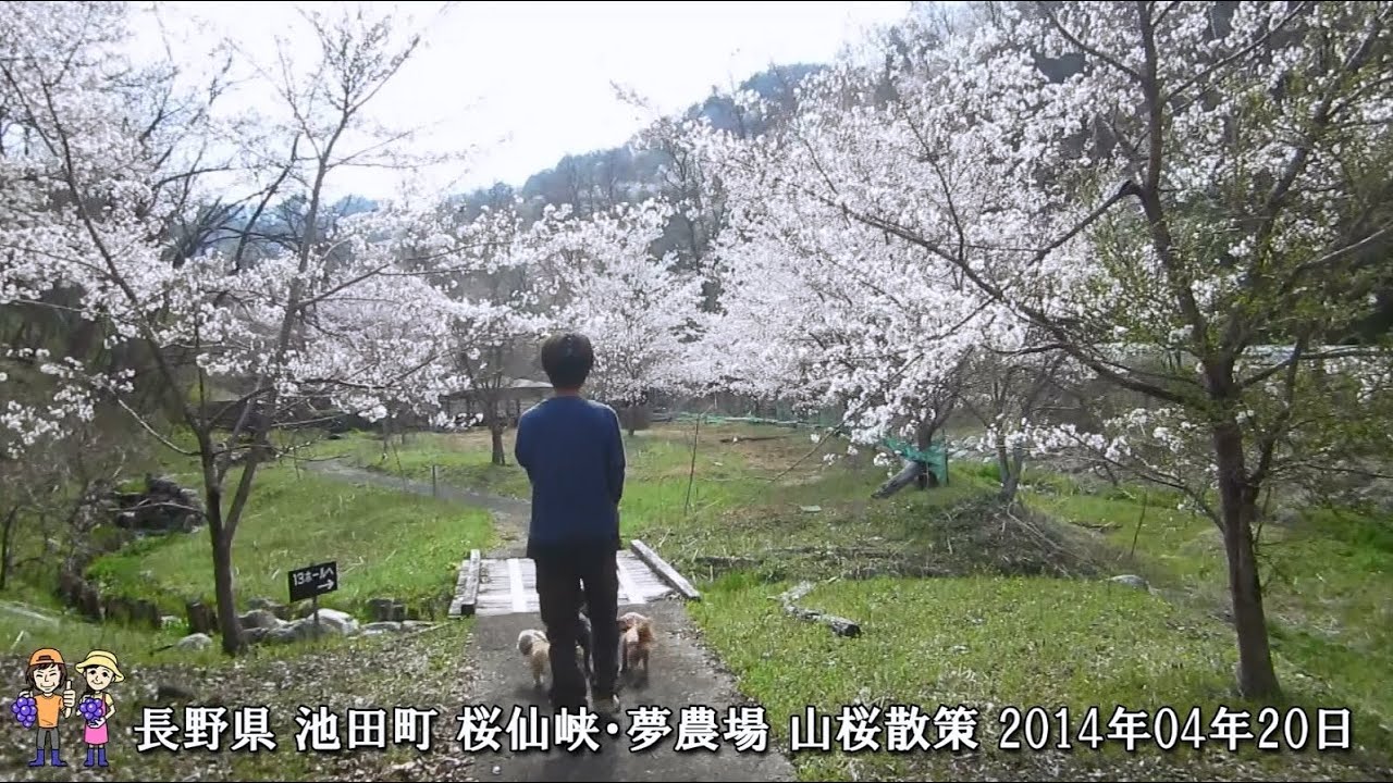 長野県 池田町 桜仙峡 夢農場 山桜散策 14 季来里ふぁーむ すずき Youtube