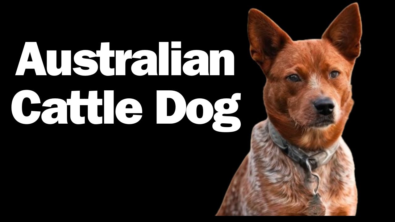 10 Unknown Facts About The Australian Cattle Dog. YouTube