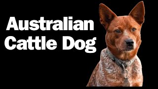10 Unknown Facts About The Australian Cattle Dog.