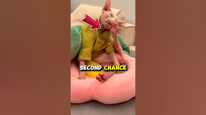Video 11876491: sphynx