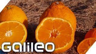 Die teuerste Orange der Welt | Galileo | ProSieben