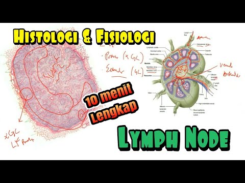 Histologi dan Fisiologi Lymph Node Lengkap