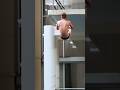 5m platform diving #diving #olympicsport #worldaquatics