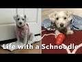 Life with a schnoodle | part 4