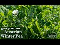 Sow Right Seeds | Austrian Winter Pea