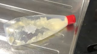 オムライス作る料理配信 Cooking LIVE ASMR