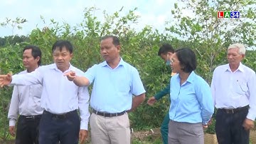 Lãnh đạo huyện Cần Giuộc khảo sát mô hình kinh tế hiệu quả | LONG AN TV