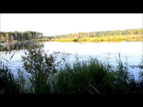 Подача золотистого ретривера. Питомник Хантер фор Дрим.