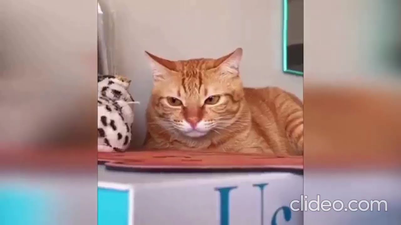 funny cats compilaton