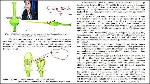 GEETA JAIN/FORM 6/SCIENCE/CHAPTER 7 /GETTING TO KNOW PLANTS/PART -6