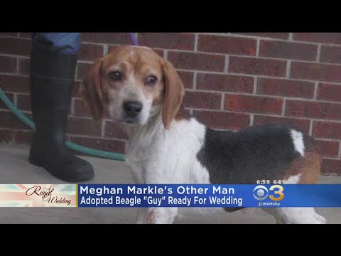 Vidéo: Un chien renifleur de bombes militaire rejoint Handler pour une retraite bien méritée