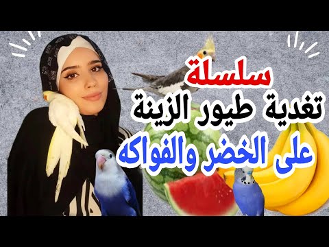 أهمية إعطاء الموز و البطيخ الأخضر او الدلاح لطيور البادجي وطيور الحب وطيور الكوكتيل 