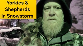 Yorkies & Shepherds Play in Huge Snowstorm!! by 1st508th Airborne 845 views 3 weeks ago 2 minutes, 13 seconds