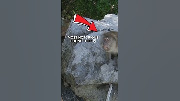MOST NOTORIOUS PHONE THIEF IN BALI💀 || #monkey #bali #shorts