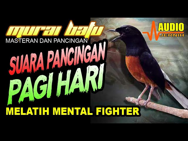 PANCINGAN PAGI HARI MELATIH MENTAL FIGHTER | Pancingan murai batu terbaik class=