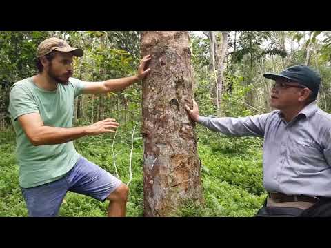 Vídeo: Rhododendron Schlippenbach (27 Fotos): O Cultivo De 