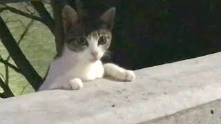 Grey & White Slim Tabby Kitten at a Town 23 Nov 2023 #cat #cats #catvideo